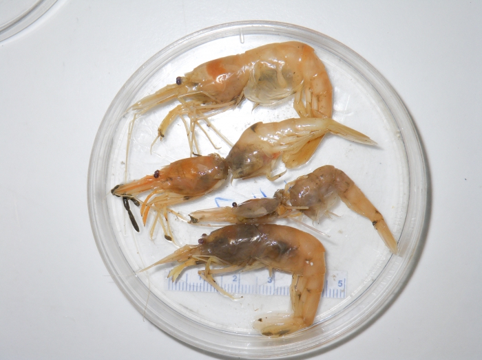 Bythocaris gracilis - group Bythocaris gracilis - group