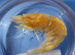 Shrimp