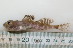 Artediellus atlanticus - Atlantic hookear sculpin, author: Nozes, Claude