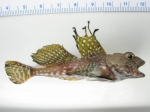 Artediellus uncinatus - snowflake hookear sculpin, author: Nozes, Claude