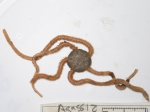 Brittle stars