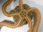 Amphiura 2 (oral view), author: Nozes, Claude