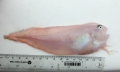 Perciformes