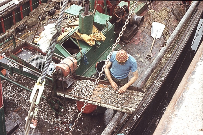 Koken van de garnaal - N.106 De Zeemanshoop