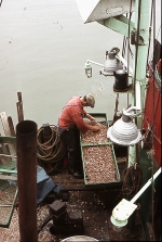 KOKEN VAN DE GARNAAL - N.106 De Zeemanshoop