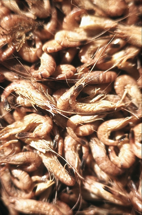 Koken van de garnaal - N.106 De Zeemanshoop