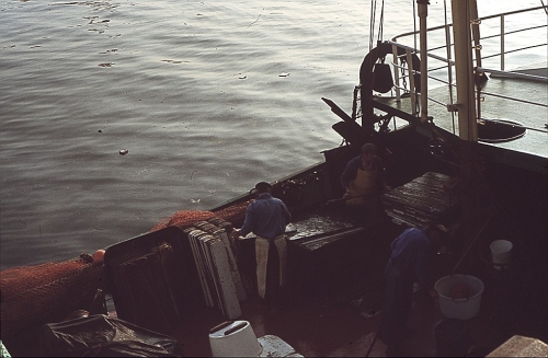 Proper maken van de visplanken na lossen van de vangst (N.738 Johan)
