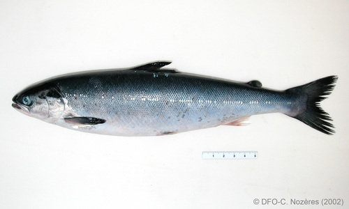 Salmo salar - Atlantic salmon Salmo salar - Atlantic salmon
