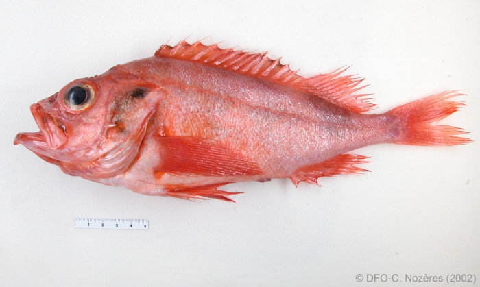 Sebastes - redfish Sebastes - redfish