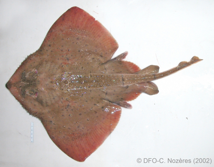 Amblyraja radiata - thorny skate Amblyraja radiata - thorny skate