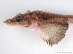 Leptagonus decagonus - poacher (close-up), author: Fisheries and Oceans Canada, Claude Nozes