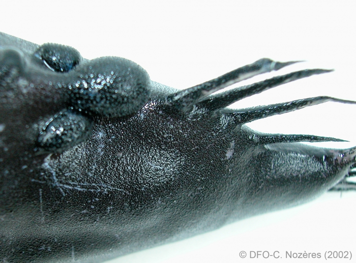 Cryptopsaras couesii - triplewart seadevil (carbuncles) Cryptopsaras couesii - triplewart seadevil (carbuncles)