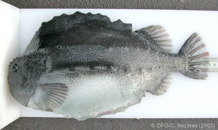 Cyclopterus lumpus - lumpfish (large) Cyclopterus lumpus - lumpfish (large)