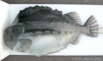 Perciformes