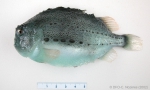 Cyclopterus lumpus - lumpfish (small), author: Fisheries and Oceans Canada, Claude Nozes