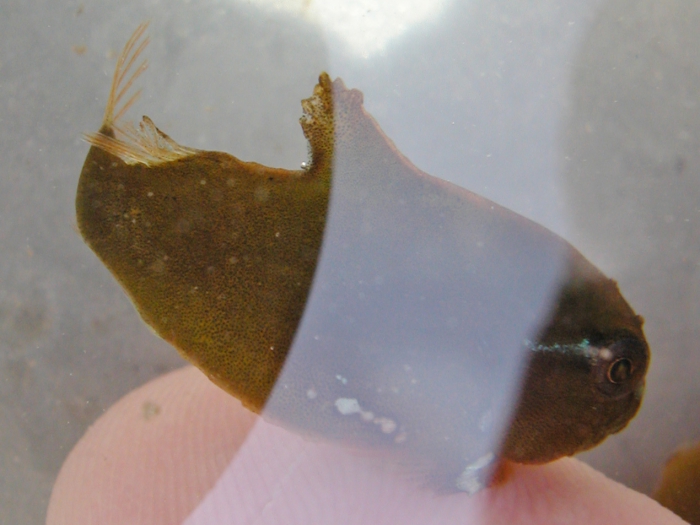 Cyclopterus lumpus - lumpfish (tiny) Cyclopterus lumpus - lumpfish (tiny)
