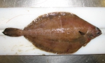 Pleuronectiformes