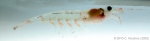 Meganyctiphanes norvegica - horned krill, author: Fisheries and Oceans Canada, Claude Nozes