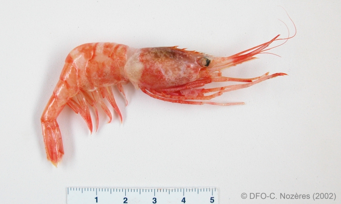 Atlantopandalus propinqvus 2 Atlantopandalus propinqvus 2