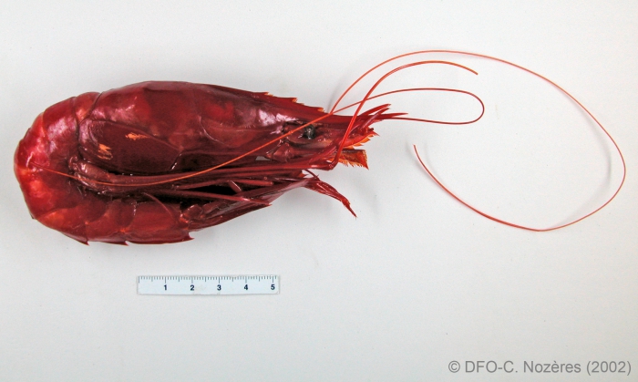 Aristaeopsis edwardsiana - scarlet gambon shrimp Aristaeopsis edwardsiana - scarlet gambon shrimp