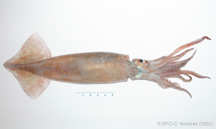 Illex illecebrosus - shortfin squid (underside) Illex illecebrosus - shortfin squid (underside)