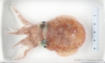 Cephalopoda