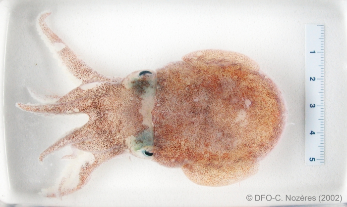 Rossia palpebrosa - bobtail squid (in a dish) Rossia palpebrosa - bobtail squid (in a dish)