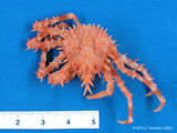 Lithodes maja - small spiny crab, author: Fisheries and Oceans Canada, Claude Nozes