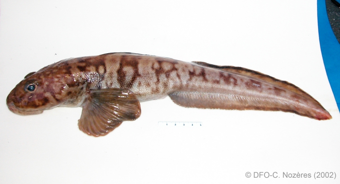 Lycodes lavalaei - Laval eelpout (large) Lycodes lavalaei - Laval eelpout (large)