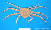 Chionoecetes opilio - snow crab (small), author: Fisheries and Oceans Canada, Claude Nozes