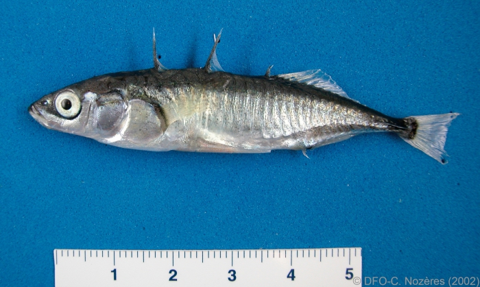 Gasterosteus aculeatus - threespine stickleback