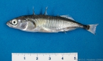 Perciformes