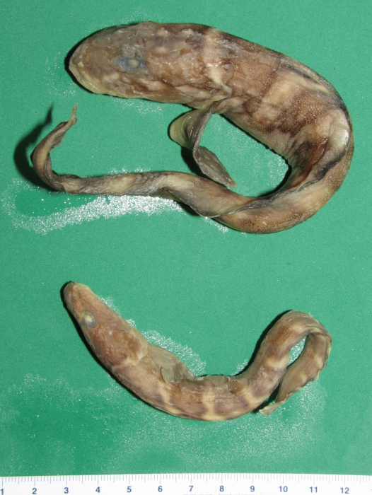 Lycodes - lavalaei and polaris Lycodes - lavalaei and polaris