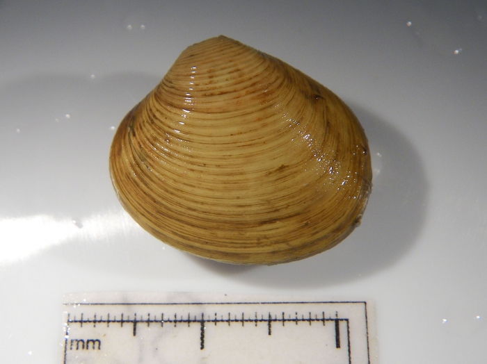 Astarte crenata Astarte crenata