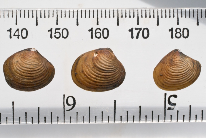 Astarte subaequilatera (trio) Astarte subaequilatera (trio)