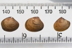 Molluscs
