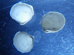 Molluscs