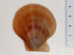 Bivalvia
