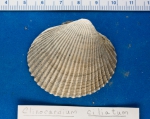 Molluscs