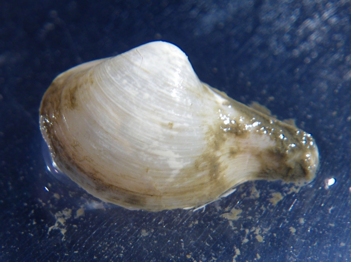 Cuspidaria glacialis