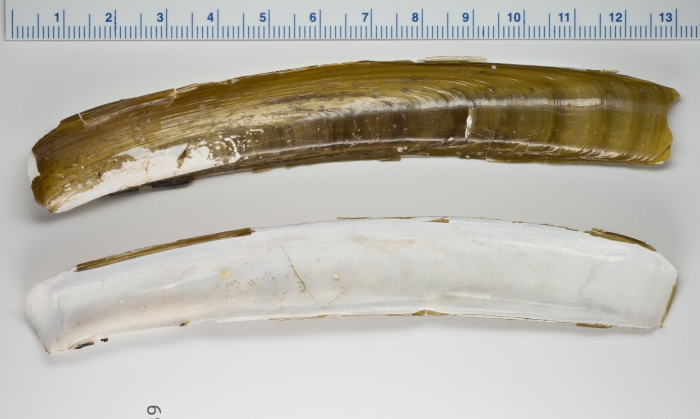 Ensis directus Ensis directus