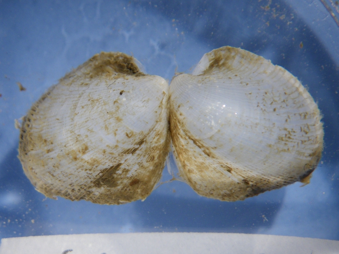 Lyonsiella (exterior of valves) Lyonsiella (exterior of valves)