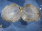 Molluscs