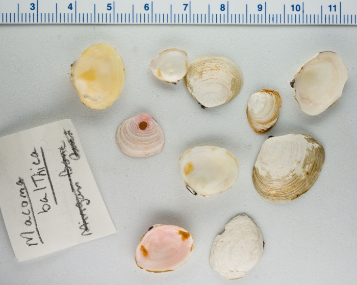 Macoma balthica (group) Macoma balthica (group)