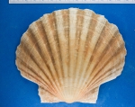 A right valve of Pecten maximus (Linnaeus, 1758), author: Nozes, Claude