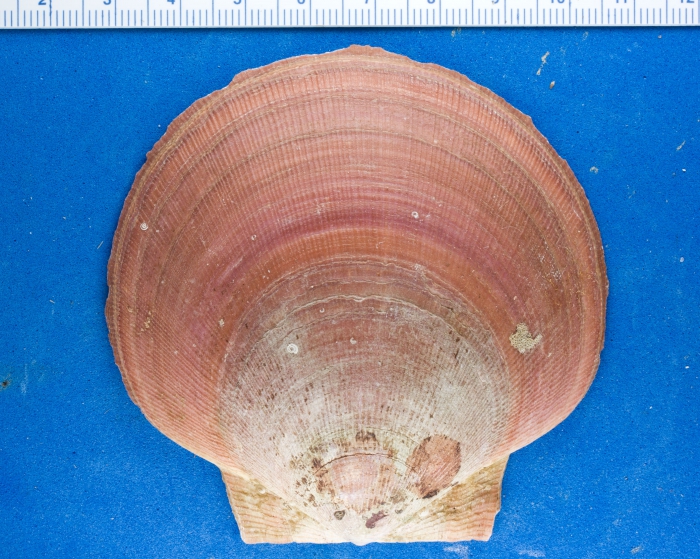 Placopecten magellanicus Placopecten magellanicus