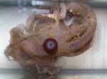 Cephalopoda