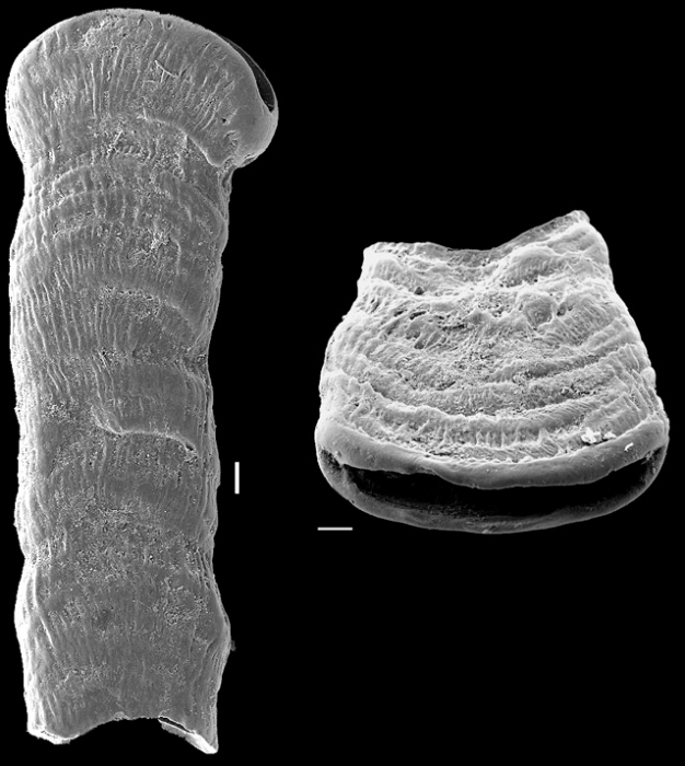 Cornuspirella diffusa, New Zealand Cornuspirella diffusa, New Zealand