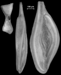 Inaequalina disparilis, New Zealand, author: Hayward, Bruce