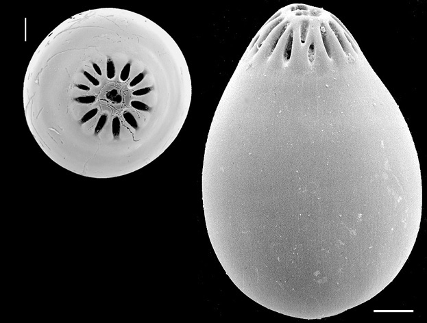Nevillina coronata, New Zealand Nevillina coronata, New Zealand